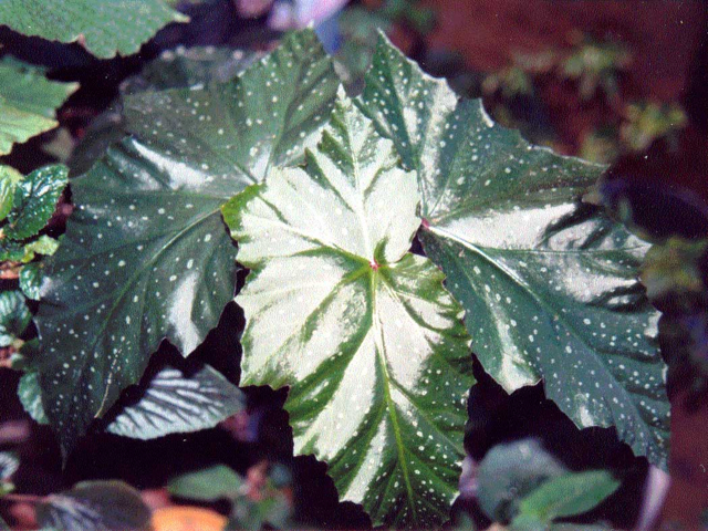 B. ‘Metronome’